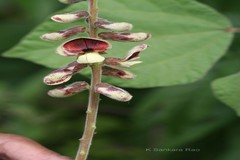 Rhynchosia bracteata